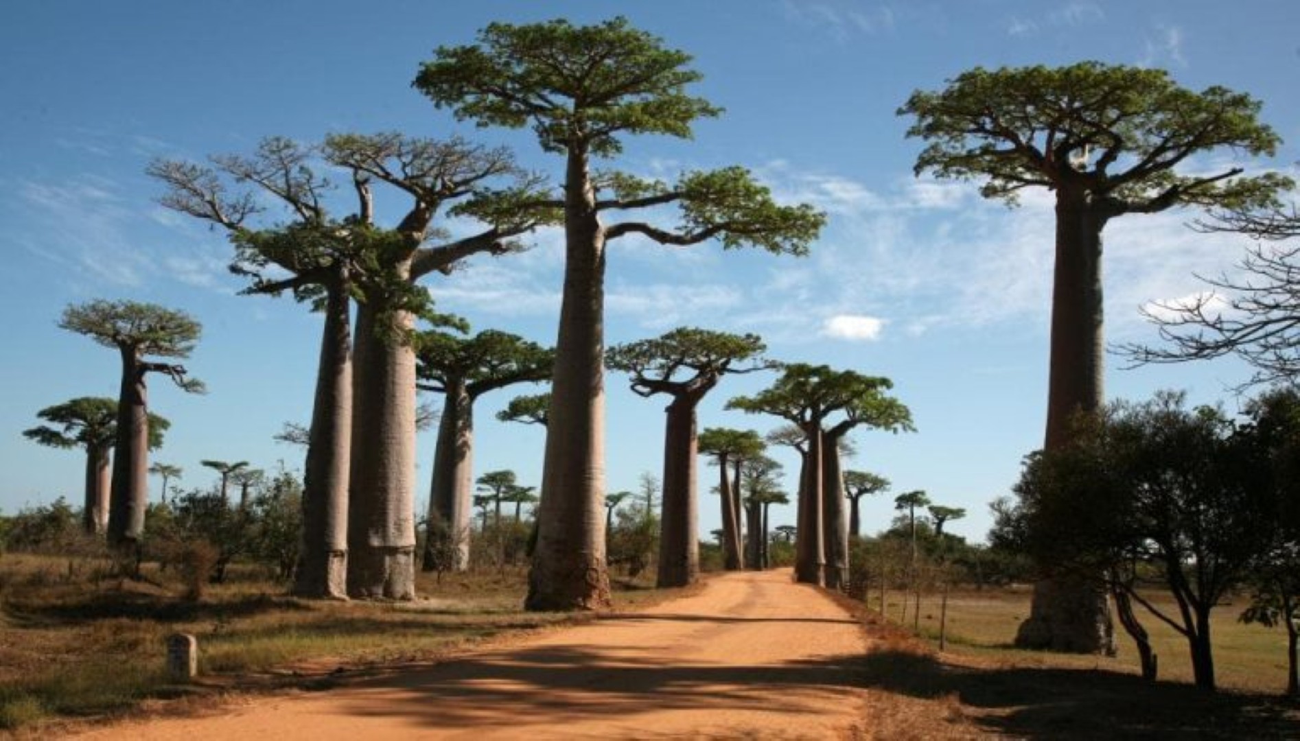 Avenue des baobabs